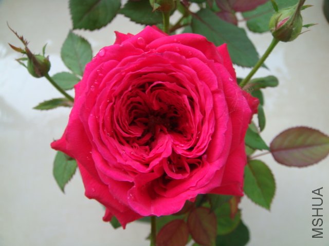 DSC03438.JPG