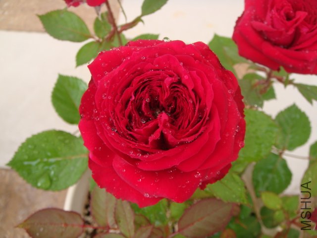 DSC04059.JPG