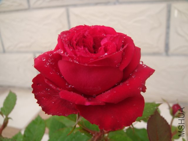 DSC04061.JPG