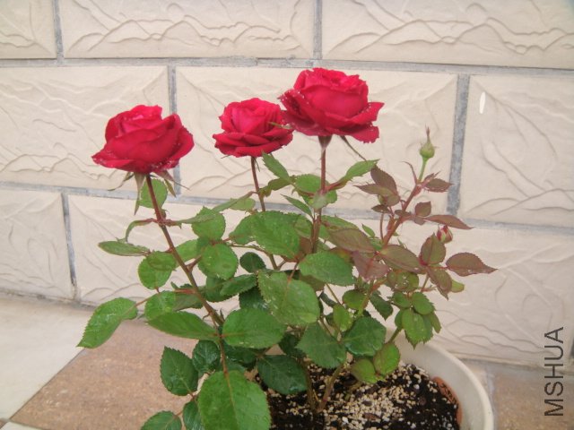 DSC04062.JPG