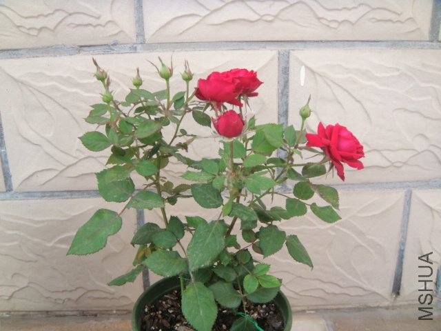 DSC04133.JPG
