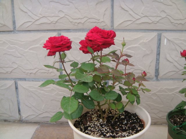 DSC04140.JPG