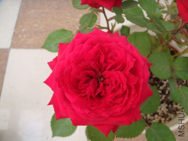 DSC04141.JPG