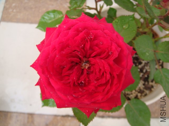 DSC04142.JPG