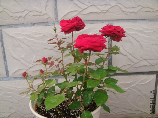 DSC04144.JPG