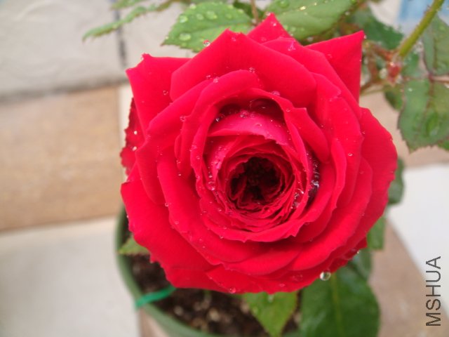 DSC04145.JPG