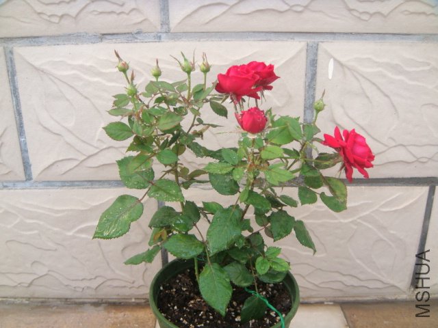 DSC04146.JPG
