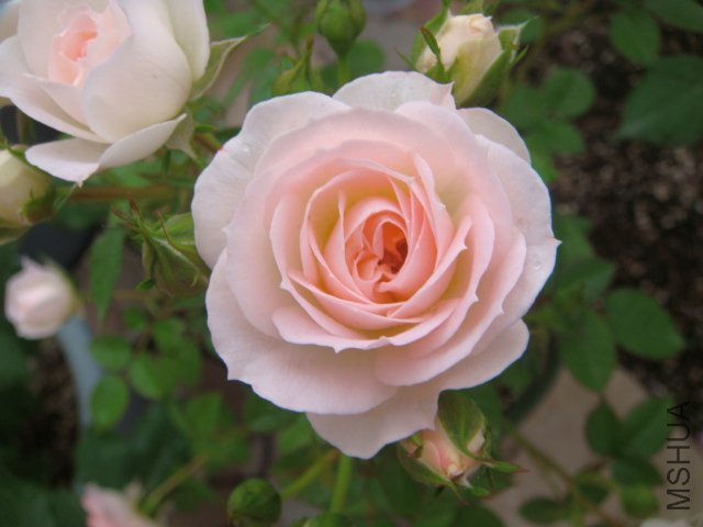 DSC03239.JPG