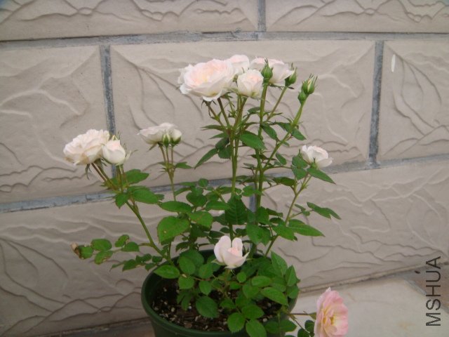 DSC03240.JPG