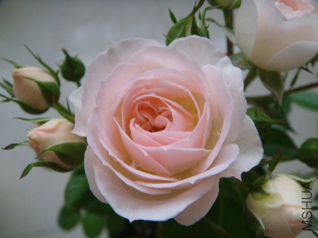 DSC03306.JPG