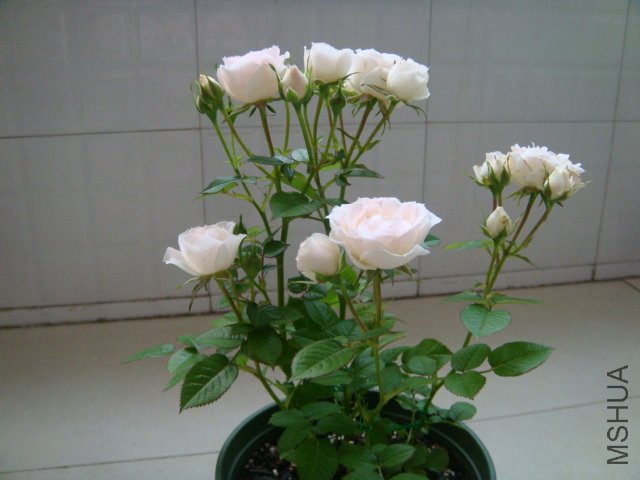 DSC03307.JPG