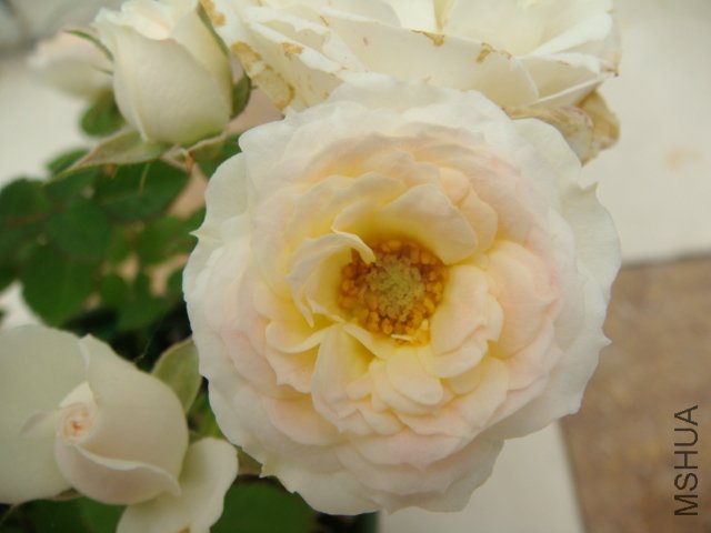 DSC03597.JPG