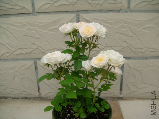 DSC03598.JPG