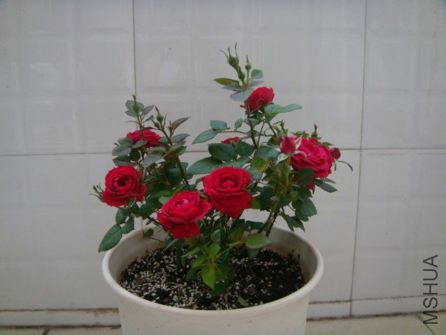 DSC03062.JPG