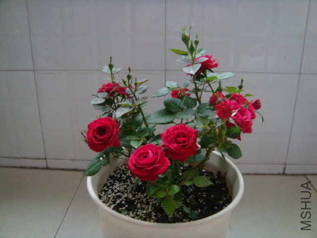 DSC03173.JPG