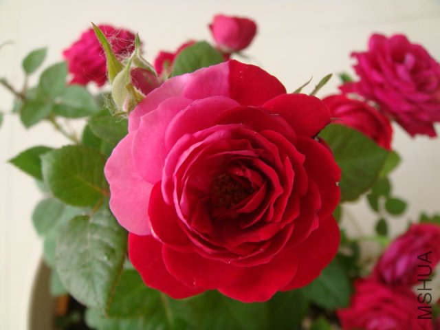 DSC03764.JPG