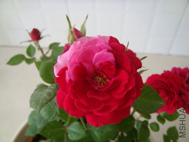 DSC03900.JPG