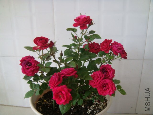 DSC03902.JPG