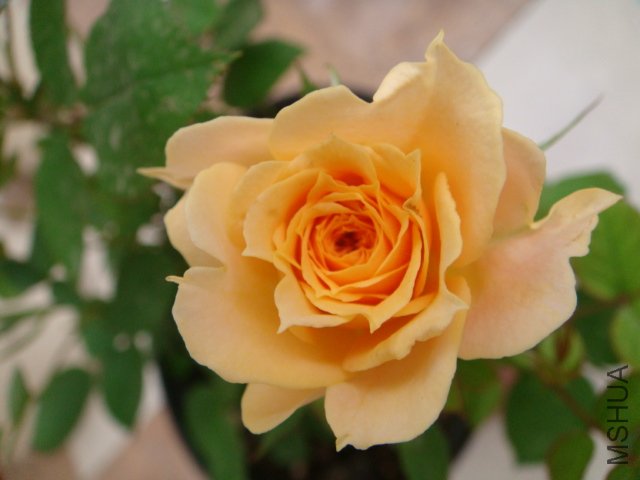 DSC02921.JPG