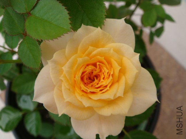 DSC03338.JPG