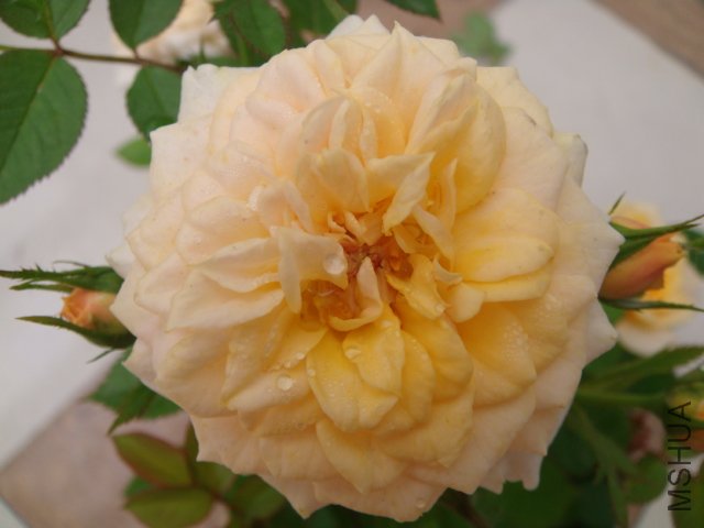 DSC03339.JPG