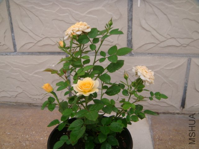 DSC03340.JPG