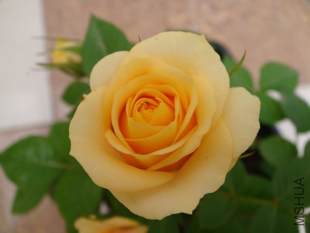 DSC03341.JPG