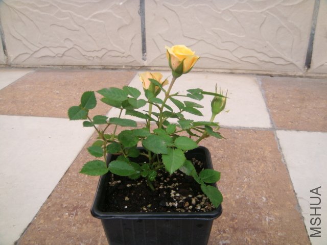 DSC03342.JPG