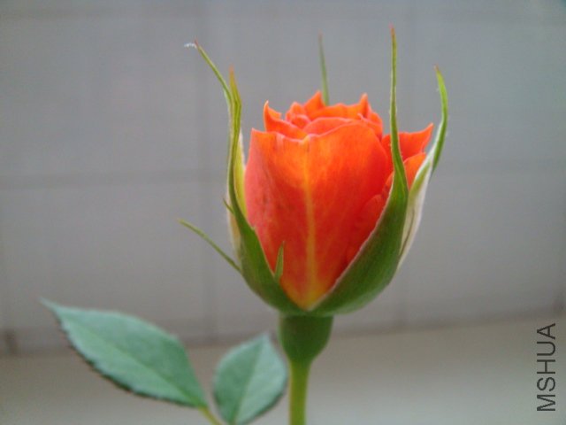 DSC03316.JPG