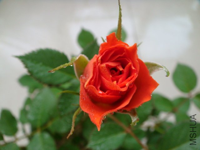 DSC03317.JPG