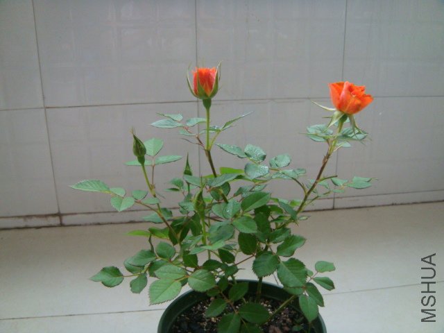 DSC03318.JPG