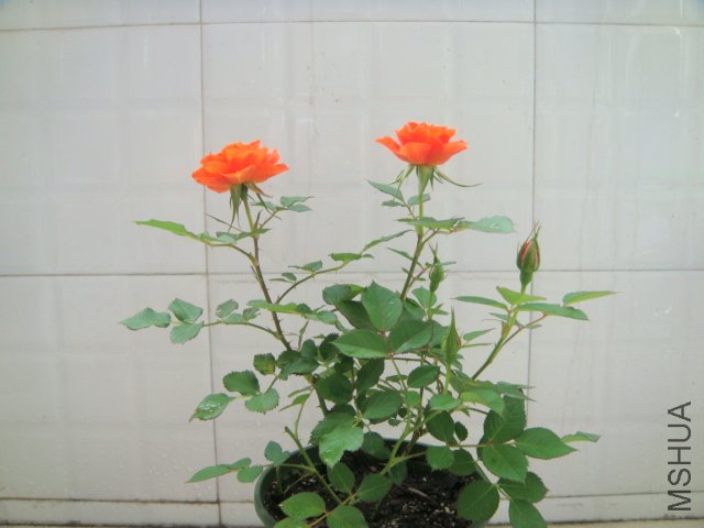 DSC03436.JPG