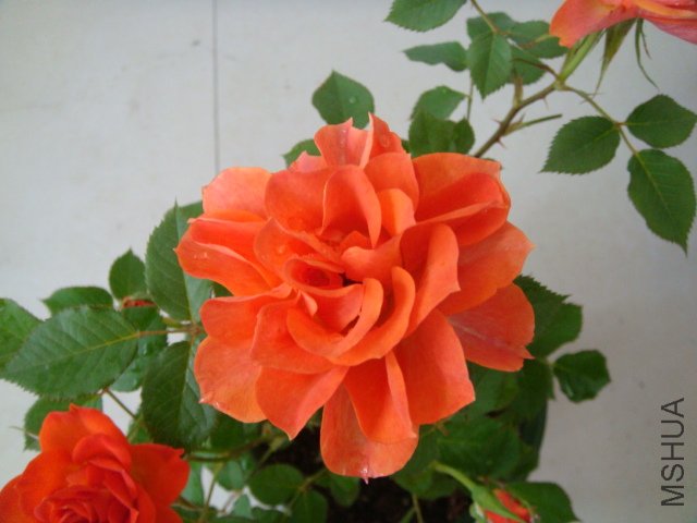 DSC03908.JPG
