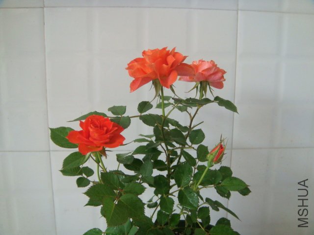 DSC03909.JPG
