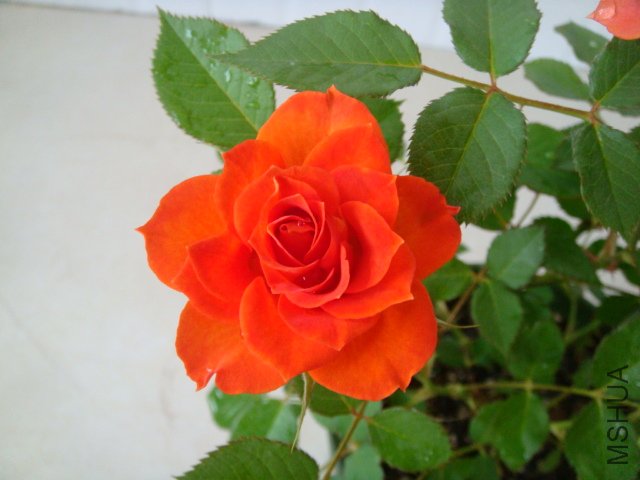 DSC03910.JPG