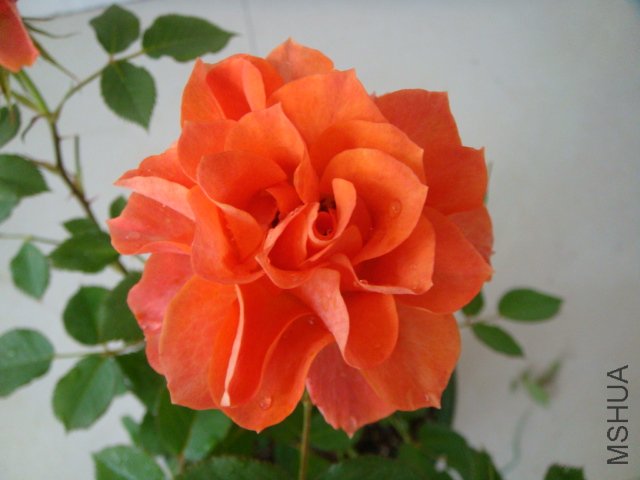 DSC03912.JPG