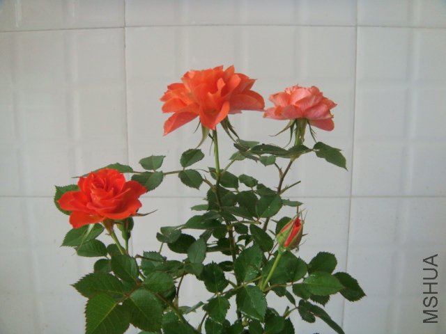 DSC03913.JPG