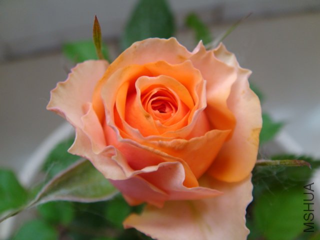 DSC03552.JPG