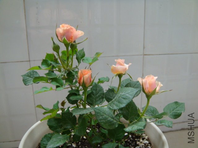 DSC03553.JPG
