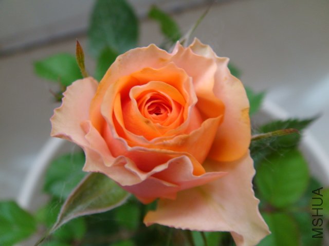 DSC03555.JPG