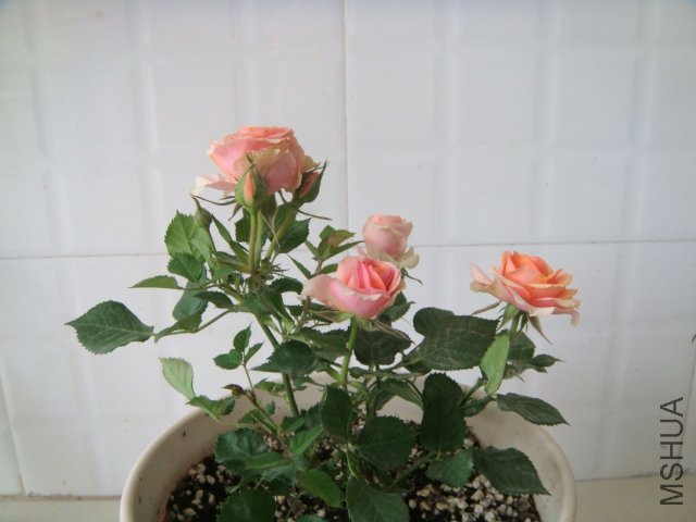 DSC03899.JPG