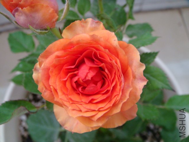 DSC04312.JPG