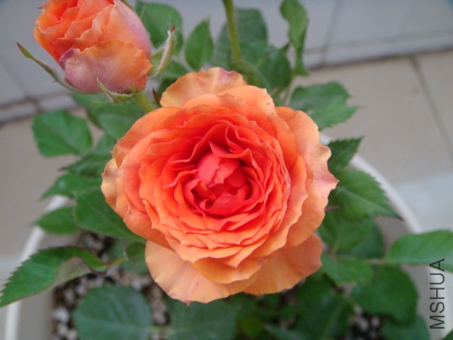 DSC04311.JPG