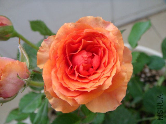 DSC04313.JPG