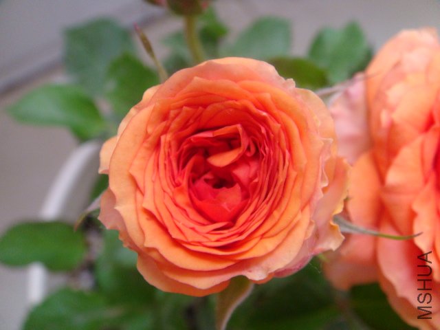 DSC04394.JPG