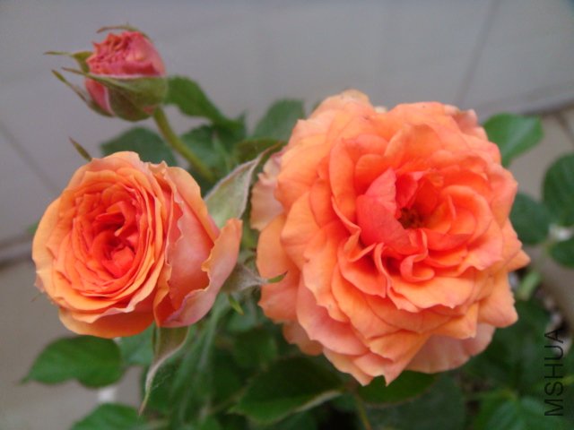 DSC04395.JPG