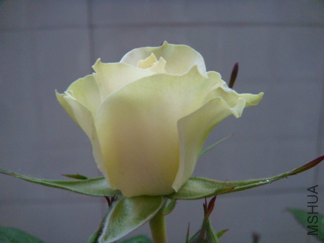DSC03036.JPG