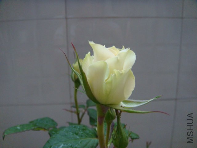 DSC03038.JPG