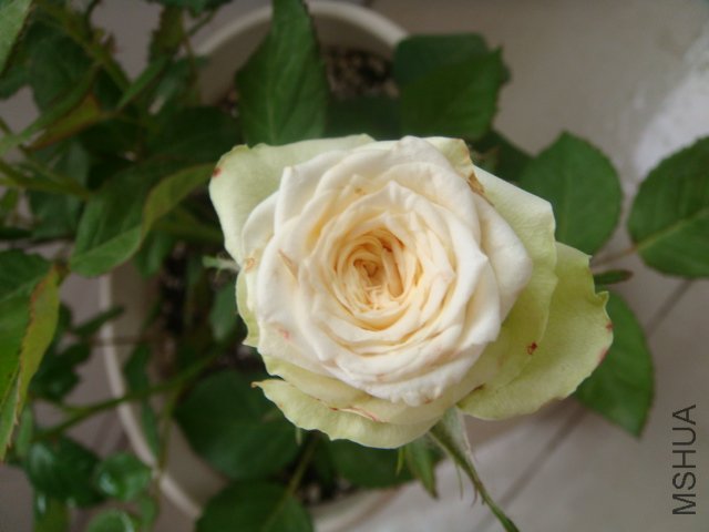DSC04396.JPG