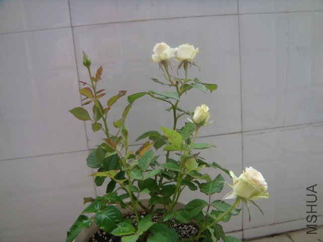 DSC04397.JPG